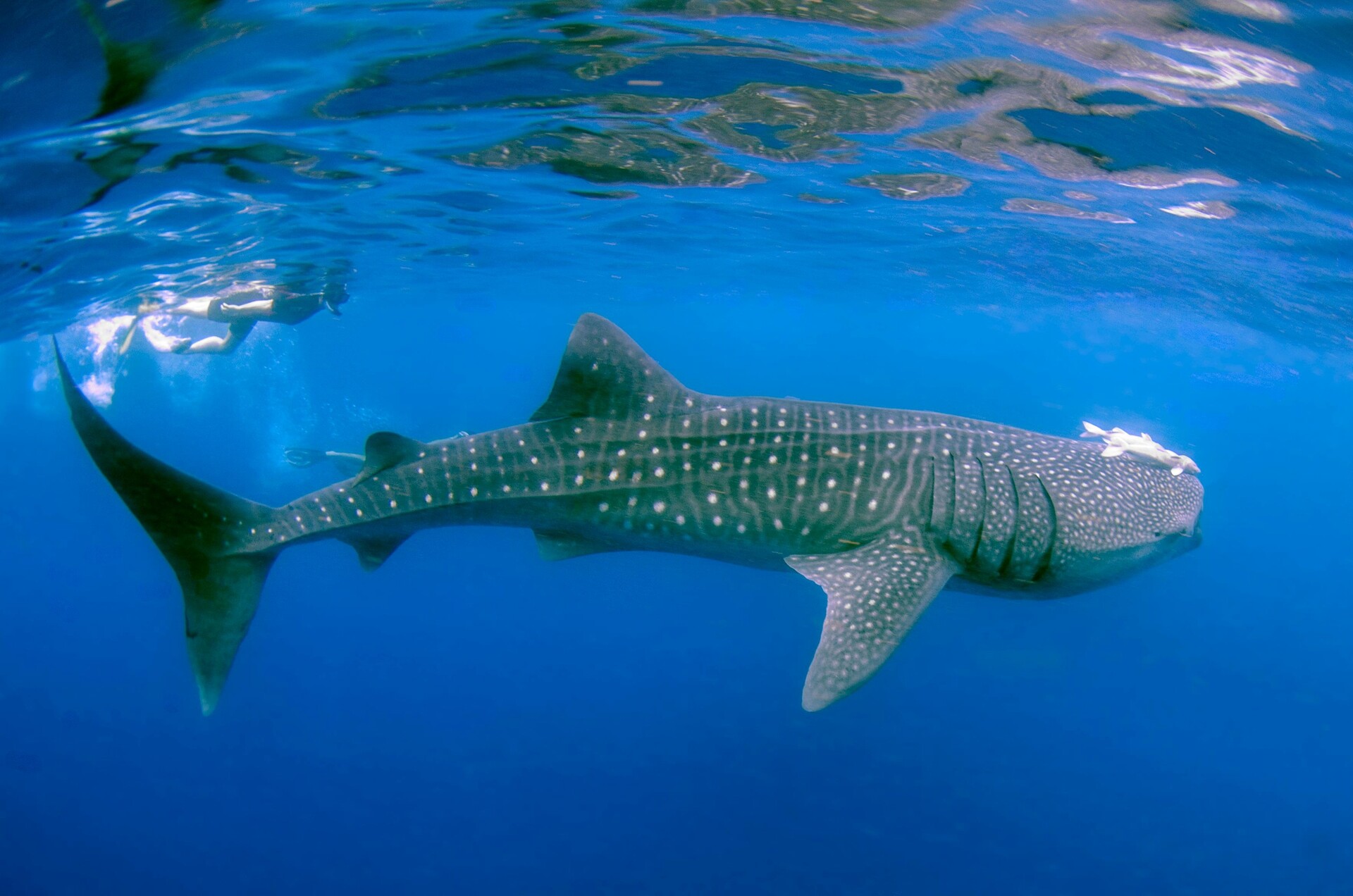 Captivating view of a whale shark swimming gracefully in crystal-clear blue waters.
